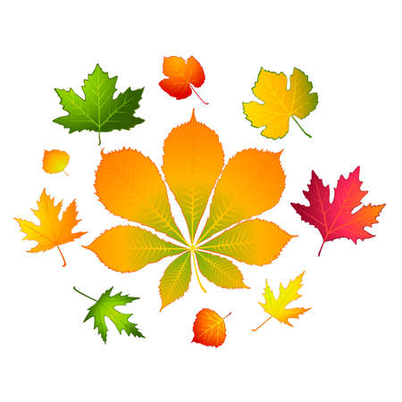 White background with autumnal leave.のイラスト素材