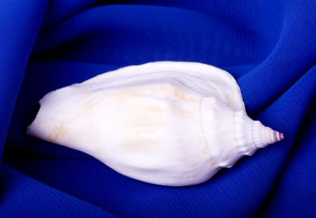 Beautiful exotic shell on blue background