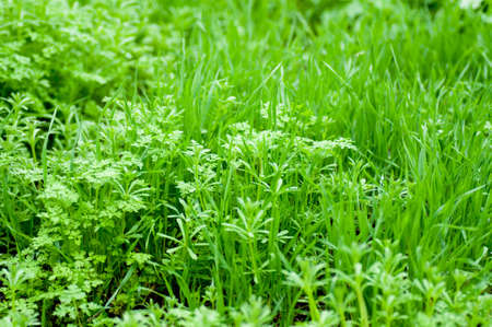 Green grass backgroundの写真素材
