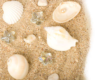 Beautiful sand background with exotic shell