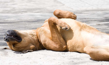 Homeless dog on road