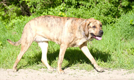 Homeless dog on road