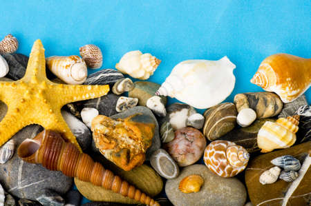 Beautiful exotic shell and stones