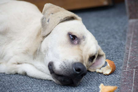 Golden retriever dog lying on the floor outdoorsの写真素材
