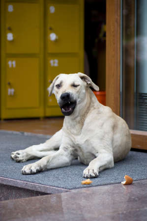Golden retriever dog lying on the floor outdoors