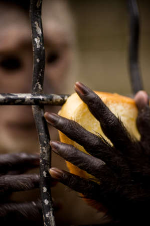 Monkey hand with food in the cage of zoo