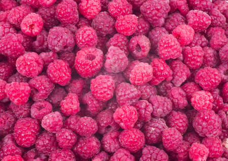 Red fresh raspberry backgroundの写真素材