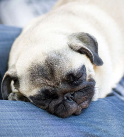 Funny pug puppy sleeps on hands for an ownerの写真素材