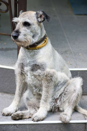 Miniature schnauzer sits outdoorの写真素材