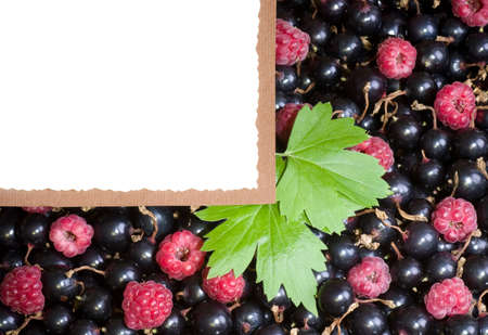 Tasty fresh raspberry and currant with white bannerの写真素材