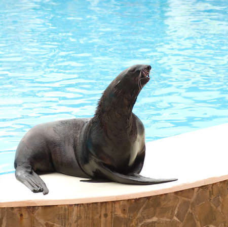 Performing sealの写真素材