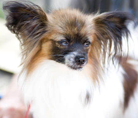 portrait of little doggyの写真素材