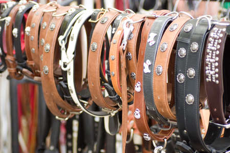 accessories for dogs are collarsの写真素材