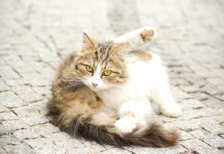 Beautiful young catの写真素材