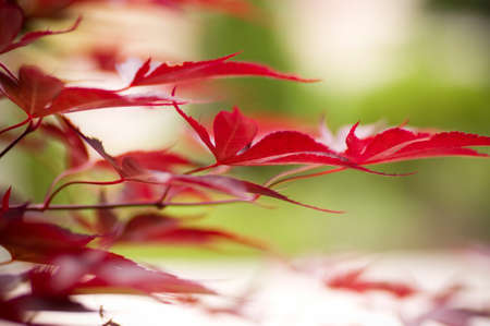 Autumn maple leaves