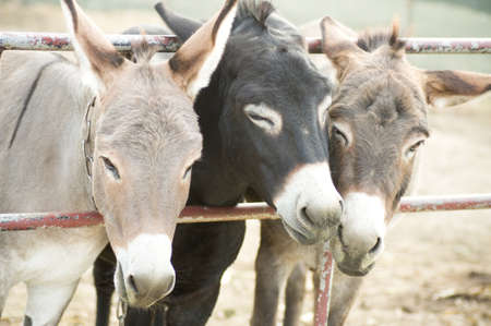 Donkeys on a farmの写真素材