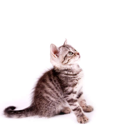 Beautiful Scottish young catの写真素材