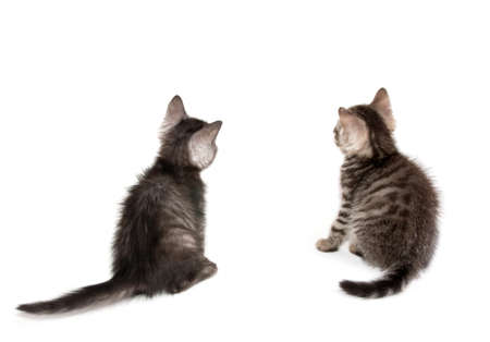 Beautiful Scottish young cat
