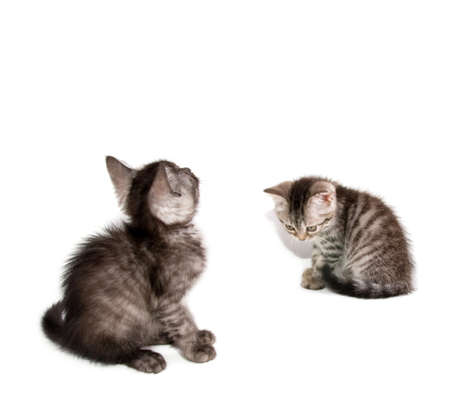 Beautiful Scottish young catの写真素材