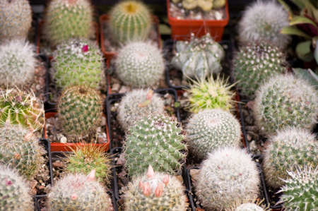 Beautiful ball cactus