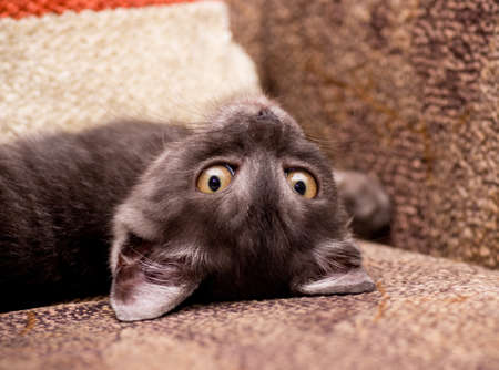 Beautiful Scottish young catの写真素材