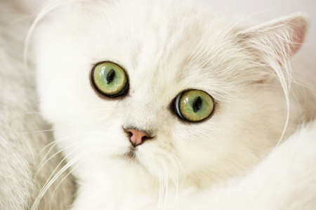 Small funny white kittenの写真素材