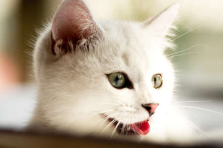 Small funny white kittenの写真素材