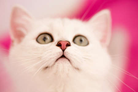 Small funny white kittenの写真素材