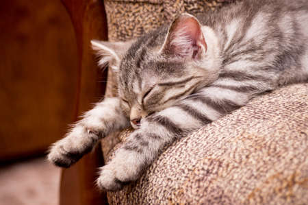 Beautiful Scottish young catの写真素材