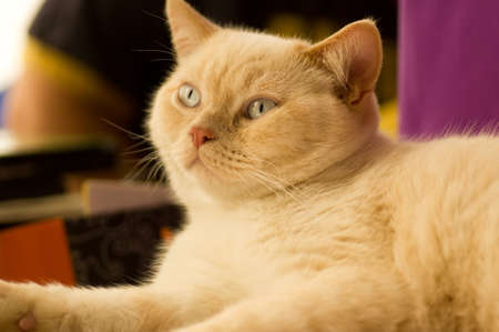 Beautiful Scottish young cat