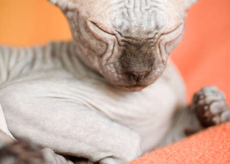 Beautiful canadian sphynx catの写真素材