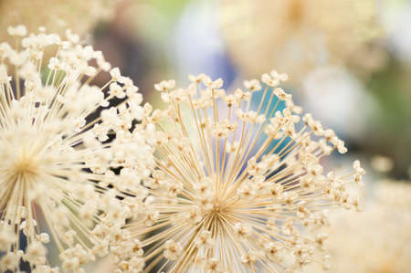 Beautiful flowersの写真素材