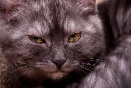 Beautiful Scottish young catの写真素材