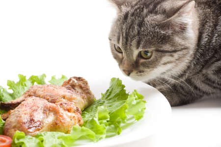 Beautiful Scottish young cat eating chicken wingsの写真素材