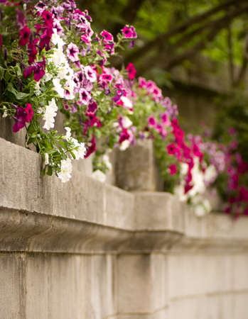 Pink flowersの写真素材