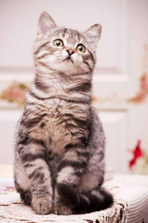 Beautiful Scottish young catの写真素材