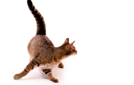 Beautiful  young catの写真素材