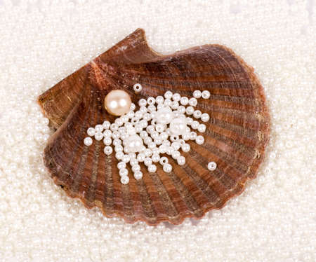 Beautiful exotic shell and pearls の写真素材