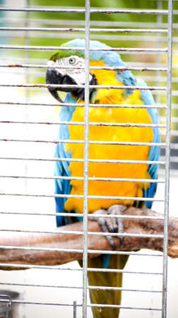 Parrot Macaw