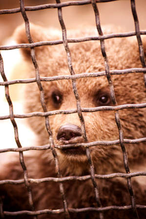 Little bear in zooの写真素材