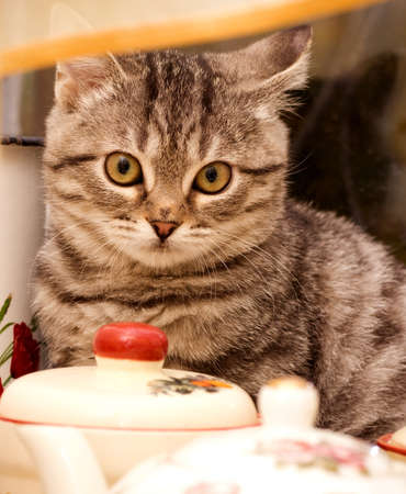 Beautiful Scottish young catsの写真素材