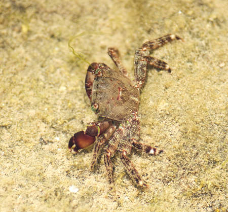 Little crab on the beach