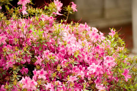 Pink flowersの写真素材