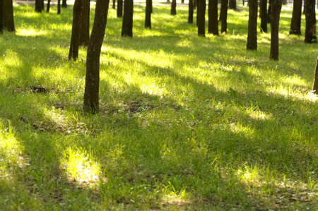 Green garden with treesの写真素材