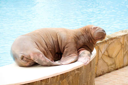 Big Walrusの写真素材