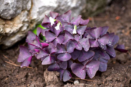 violet flowers