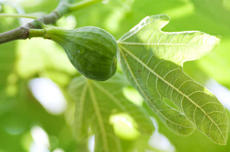 Green plants in parkの写真素材
