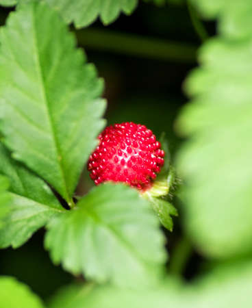 Green plants in parkの写真素材