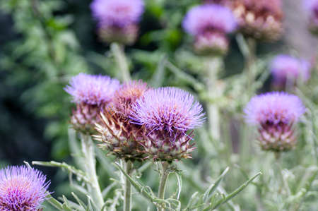 Thistle flowerの写真素材