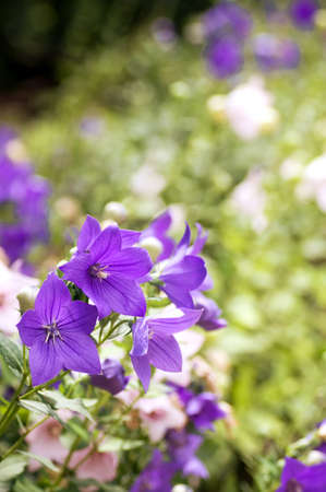 Beautiful violet flowersの写真素材